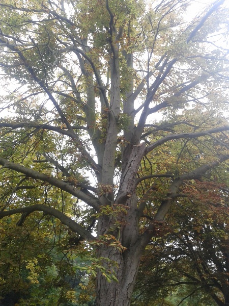 Horse Chestnut, autumn Horse Chestnut, autumn