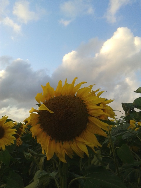 Sunflower Sunflower