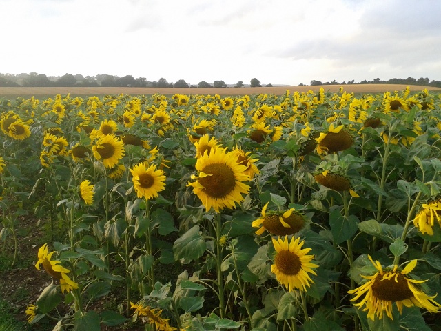 Sunflowers Sunflowers