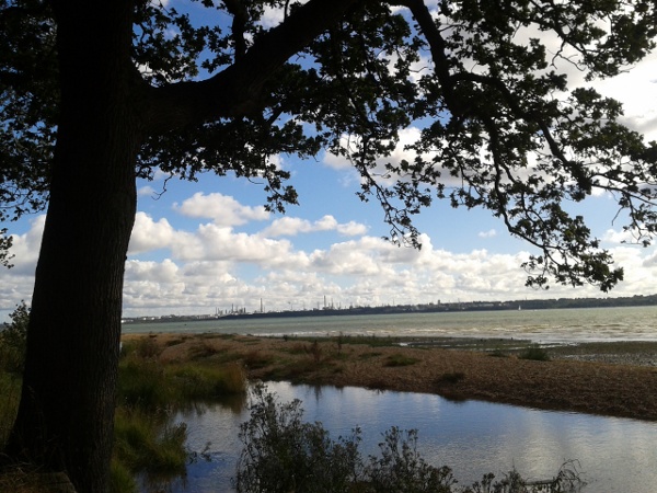 Oak, salt marsh, Fawley Oil Refinery