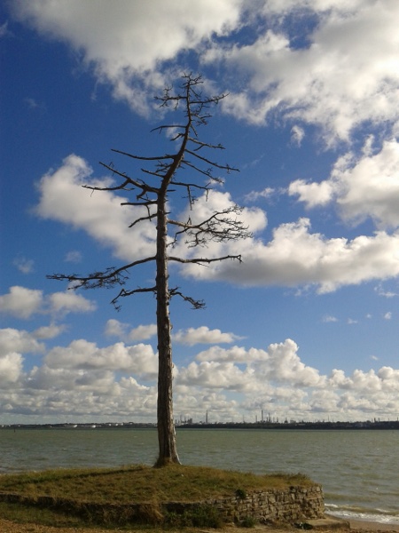 Dead Scots Pine, Fawley Oil Refinery